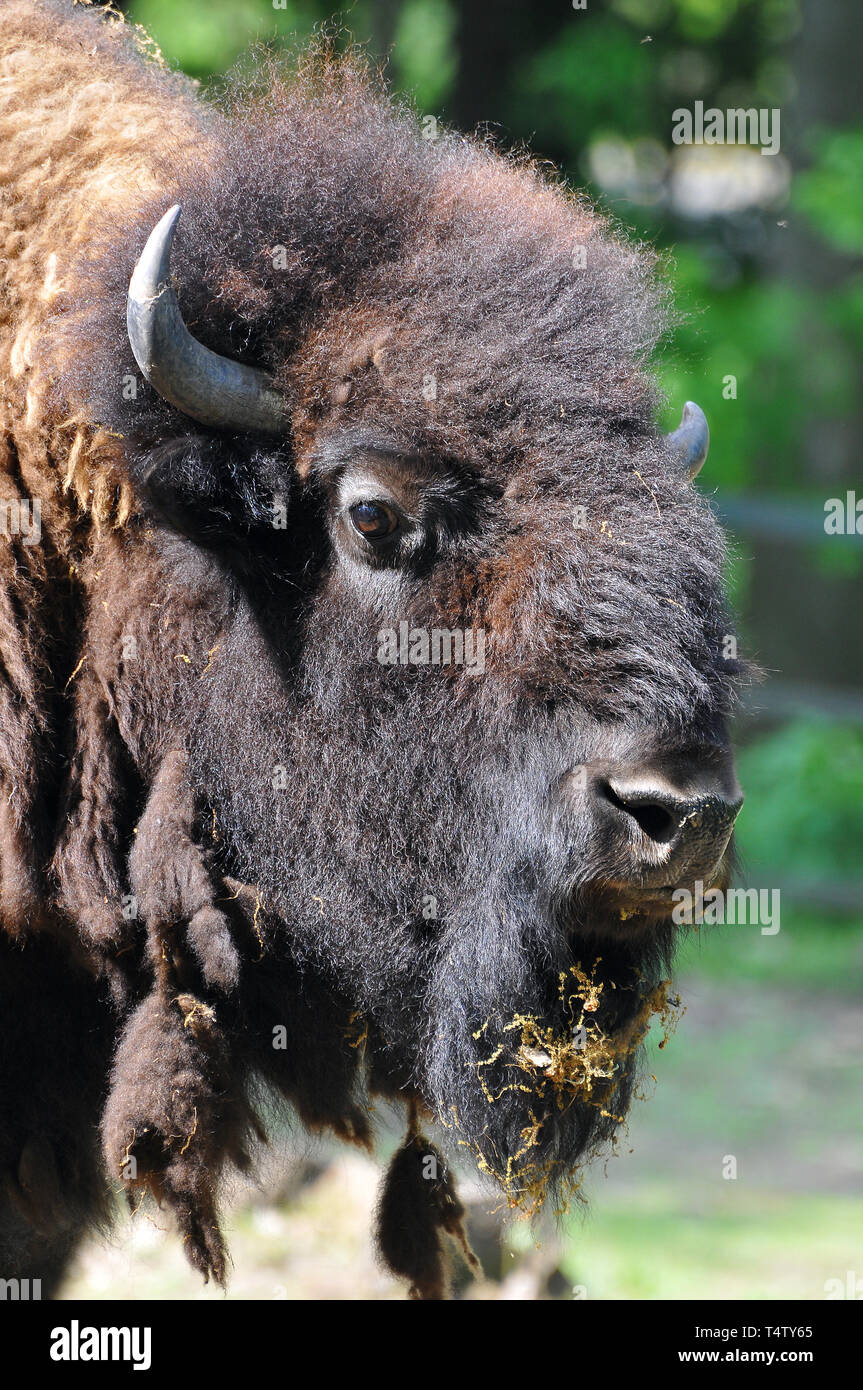 American bison, American buffalo, Amerikanische Bison, Bison bison, amerikai bölény Stock Photo