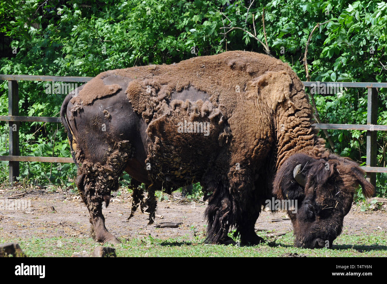 American bison, American buffalo, Amerikanische Bison, Bison bison ...