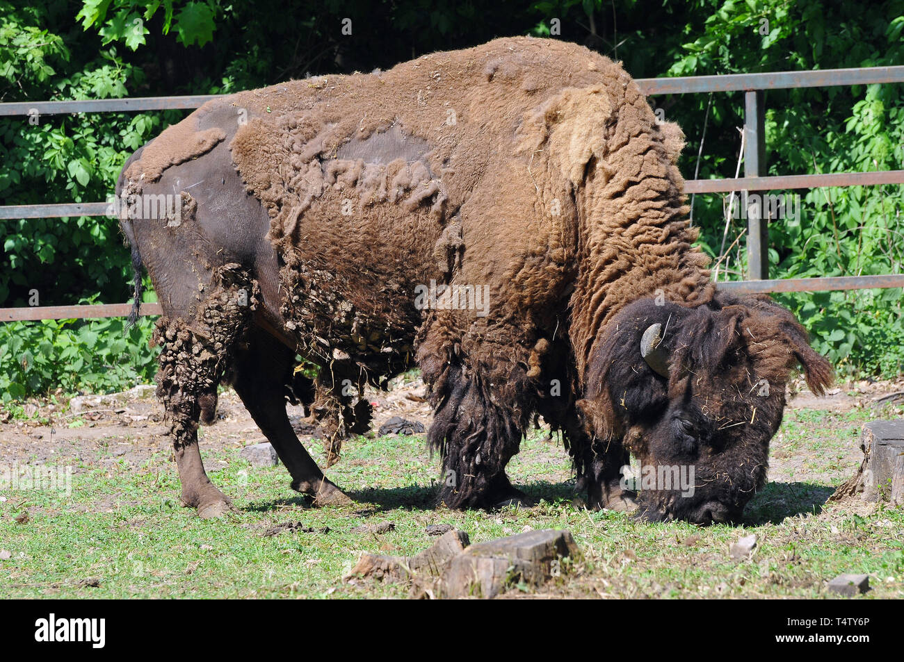 Amerikai bölény hi-res stock photography and images - Alamy