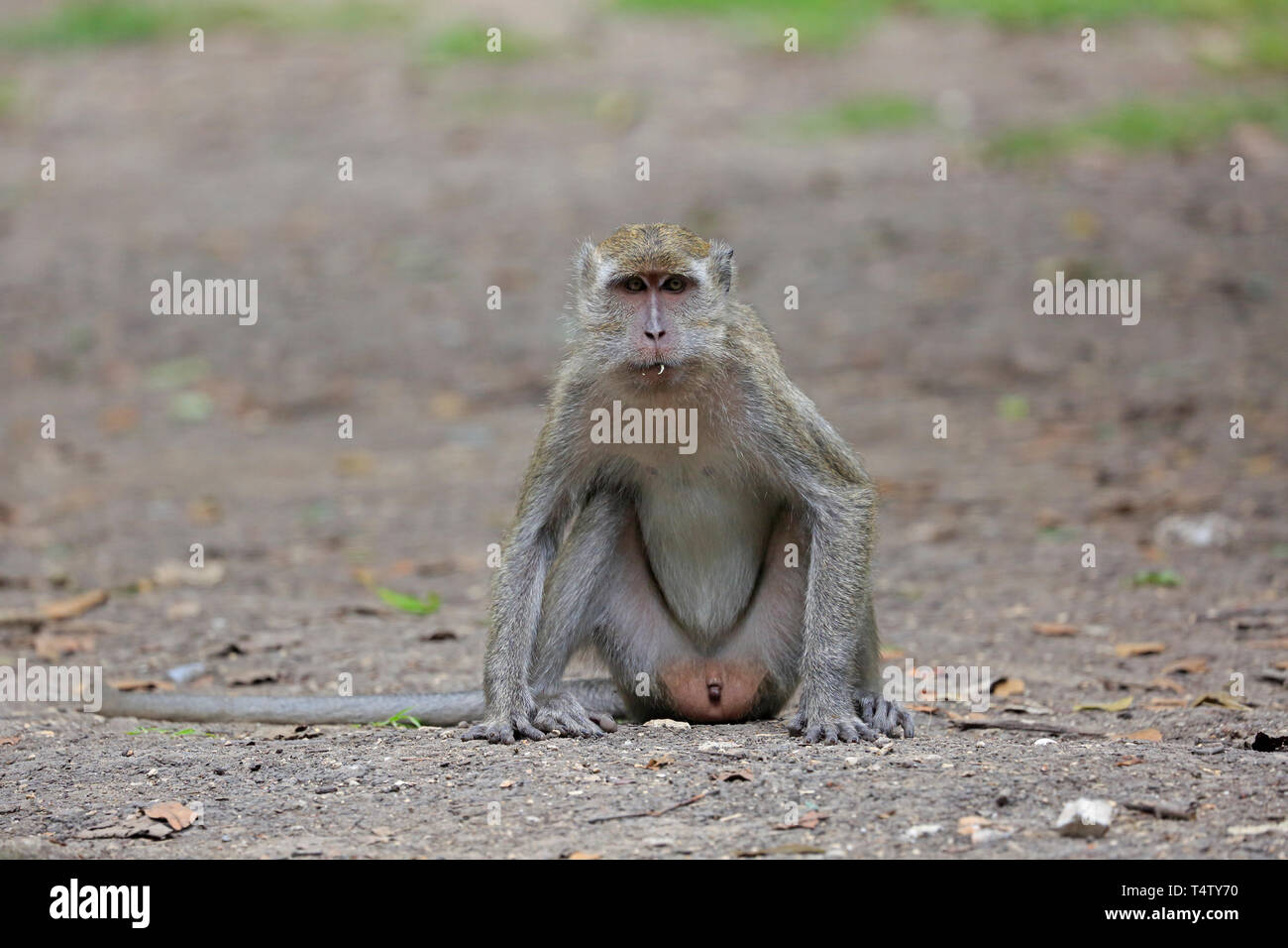 Long-tailed Macaque on Komodo Island Indonesia Stock Photo