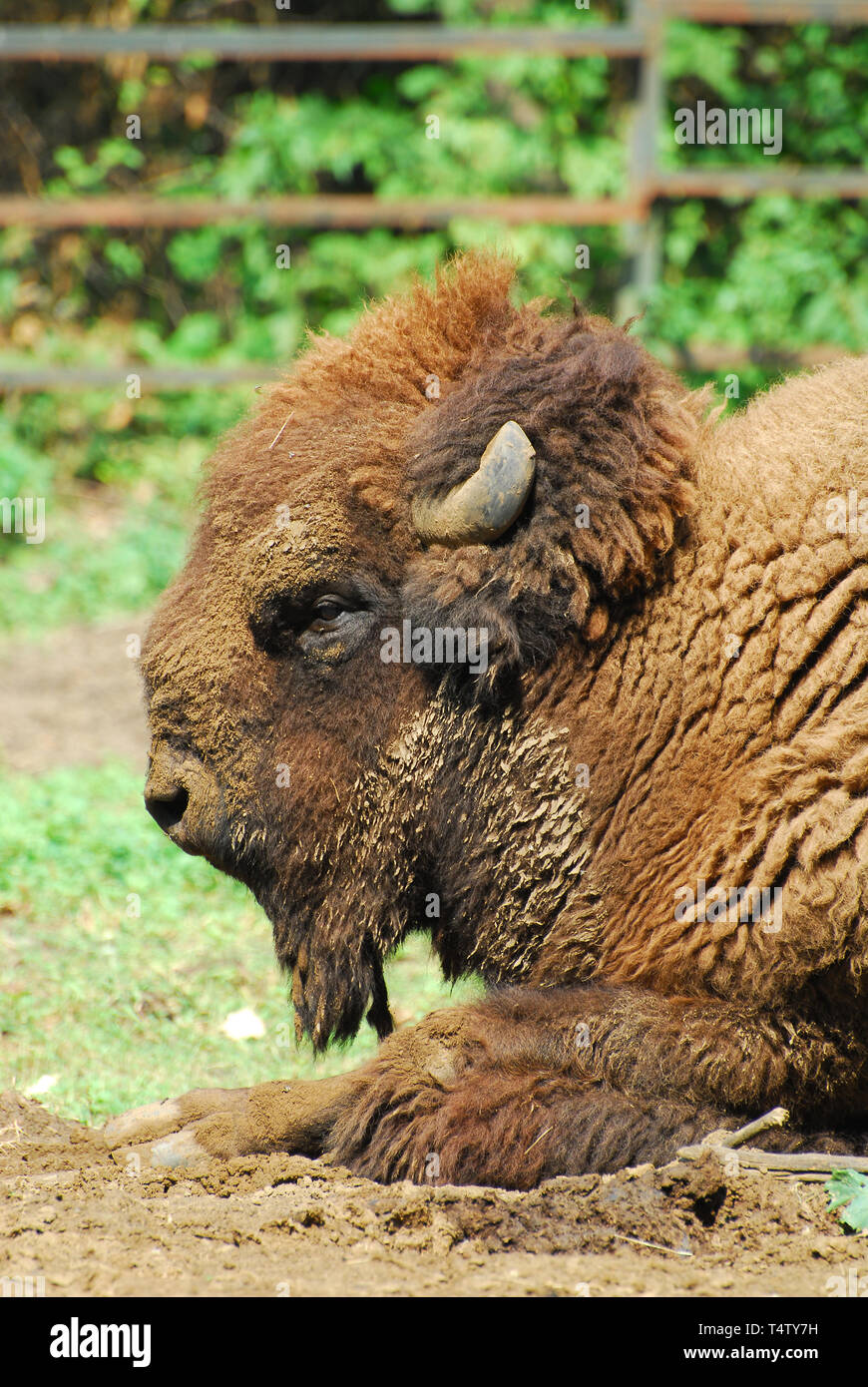 American bison, American buffalo, Amerikanische Bison, Bison bison ...