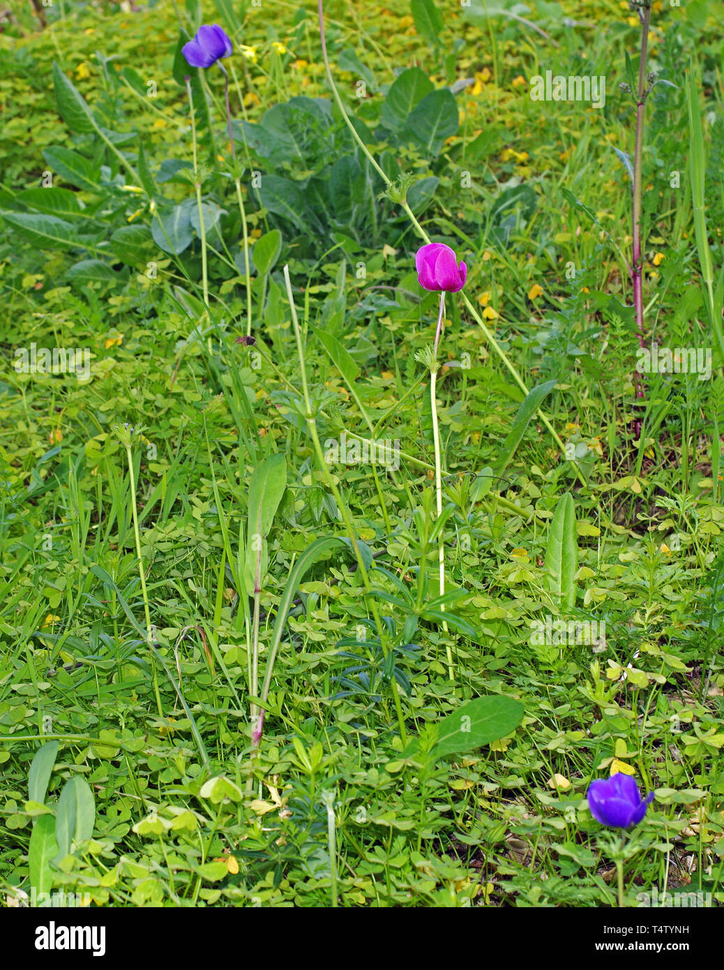 Wild peony (paeonia officinalis) close-up Stock Photo