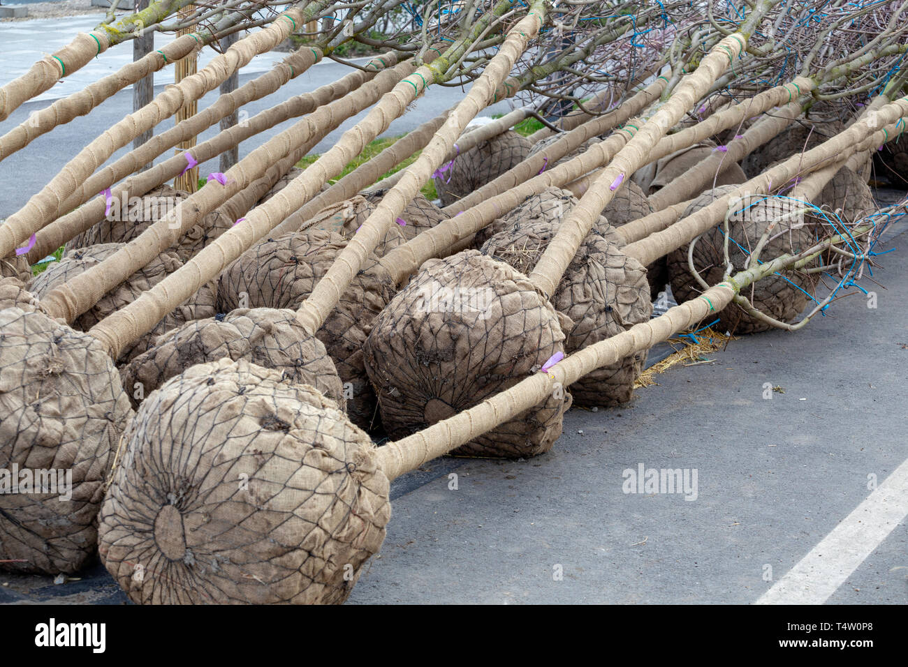 Balled and burlapped tree ready for transplanting. Root ball of trees