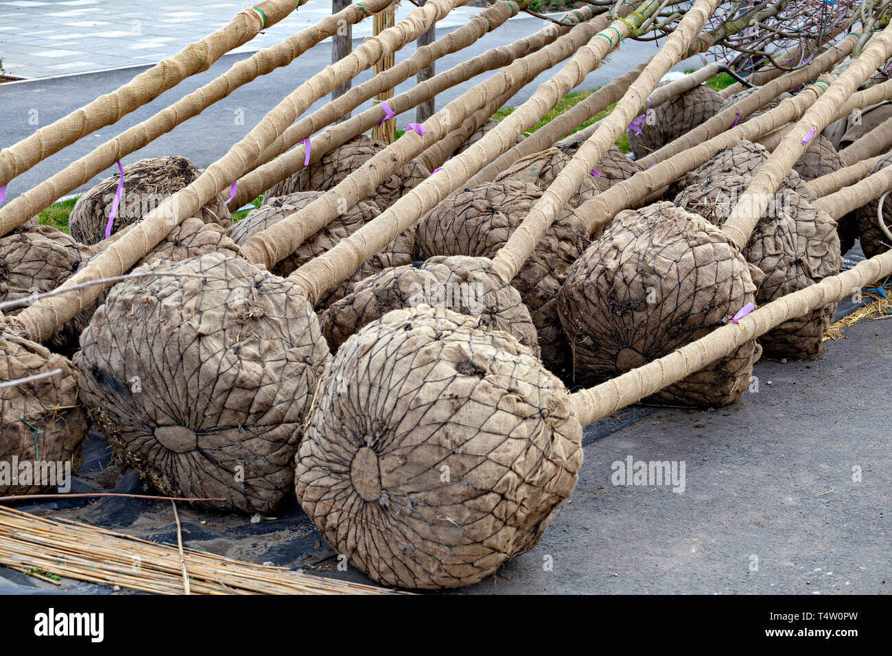 Balled and burlapped tree ready for transplanting. Root ball of trees