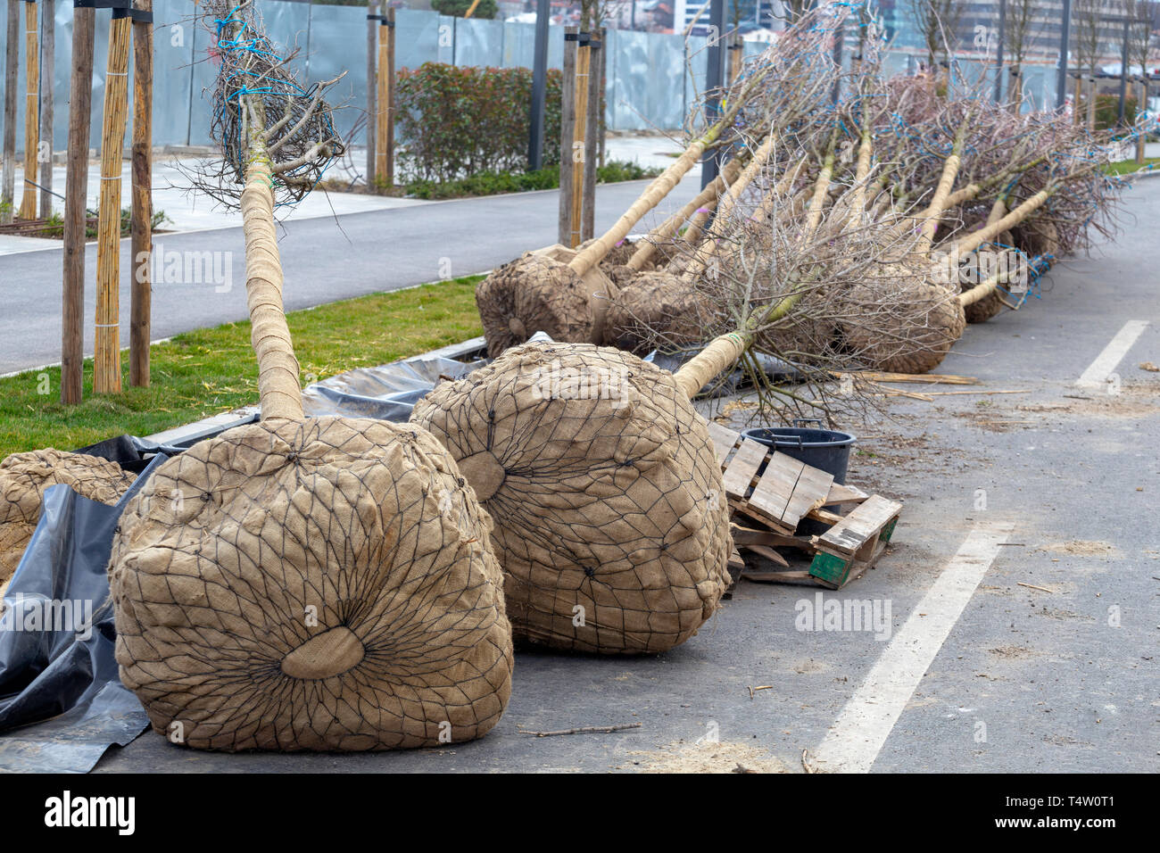 Ball And Burlap Trees For Sale Near Me