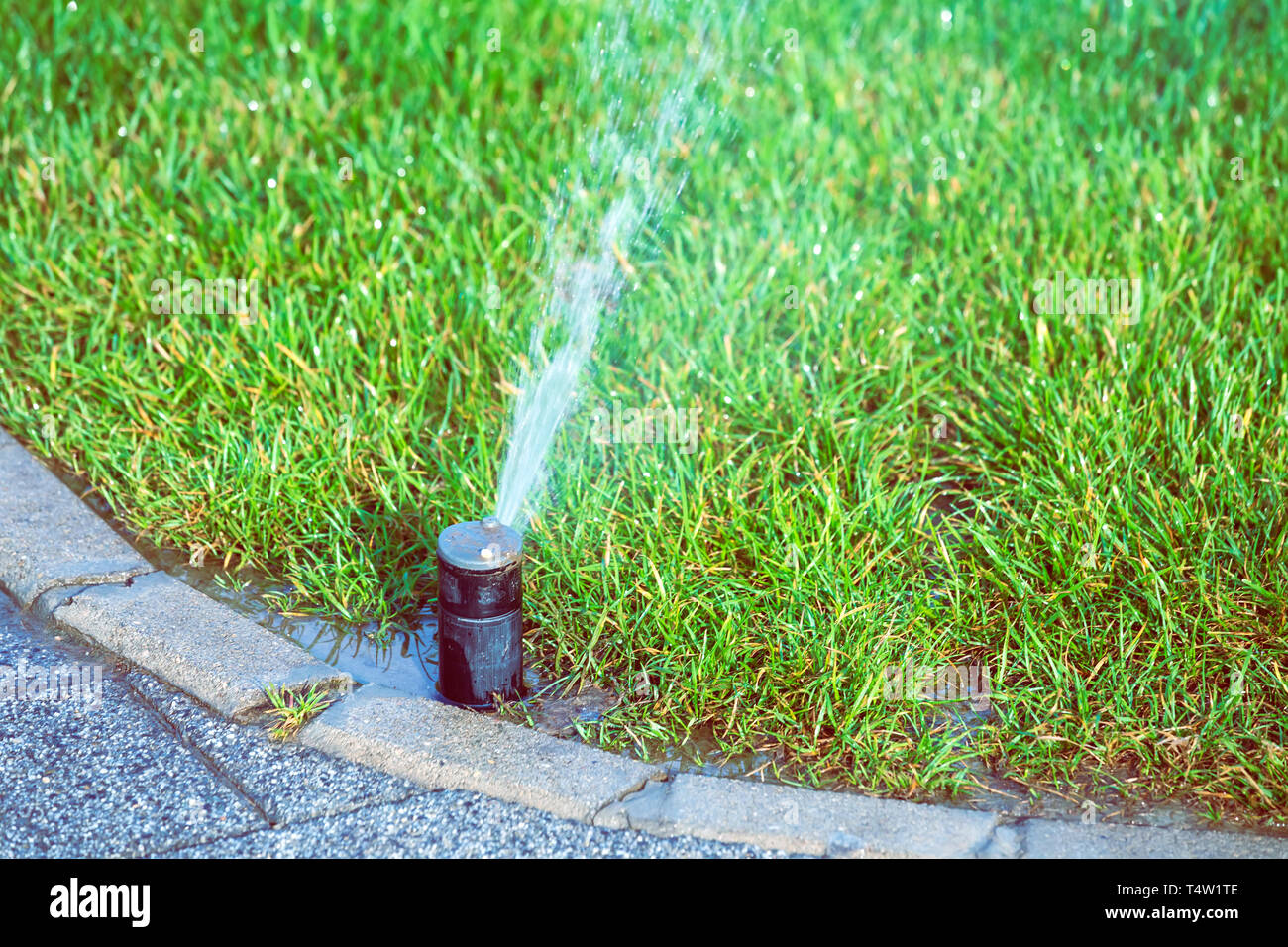 Sprinkler system work in lawn, tosses water in the air through its water  nozzle Stock Photo - Alamy