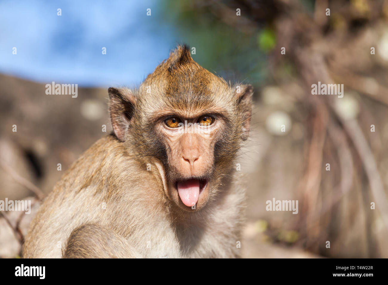 Portrait of a rhesus monkey with tongue sticking out Stock Photo