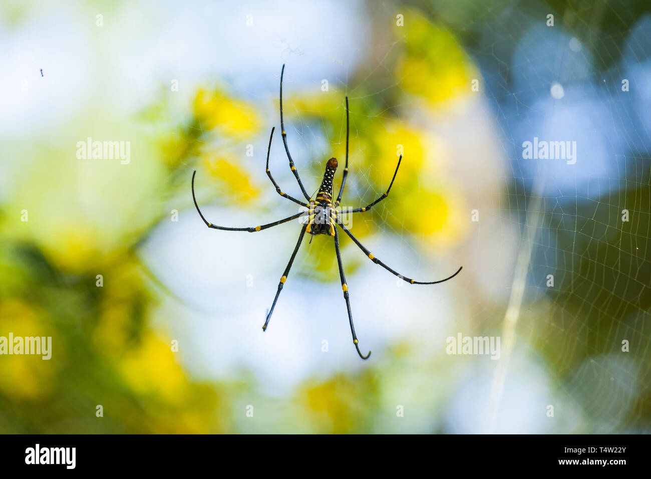 Giant Wood Spider - (Nephila pilipes) Stock Photo