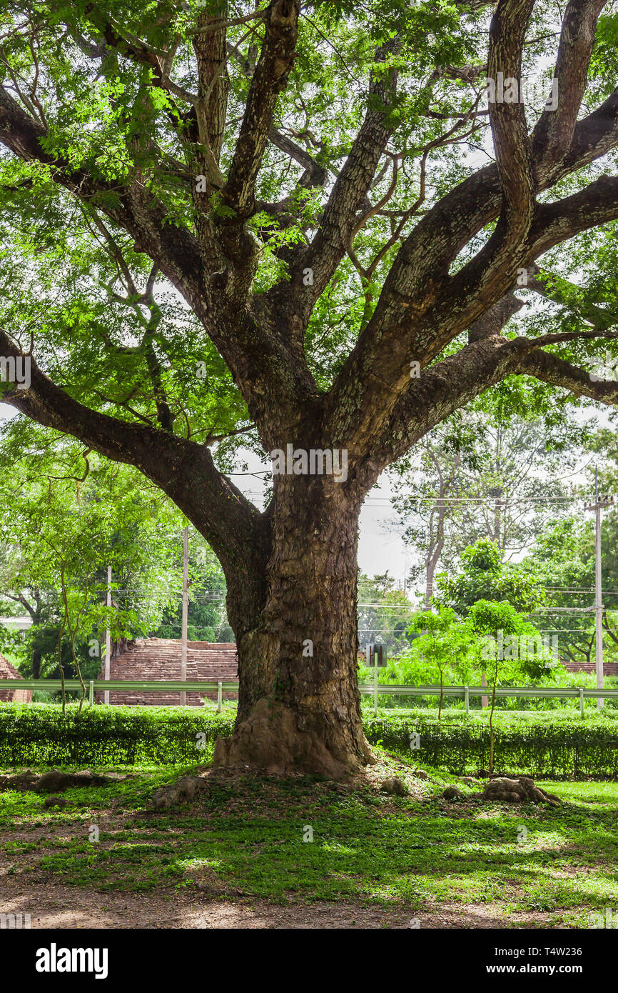 Giant Tree In Thailand Stock Photo Alamy giant-tree-in-thailand-stock-photo-alamy