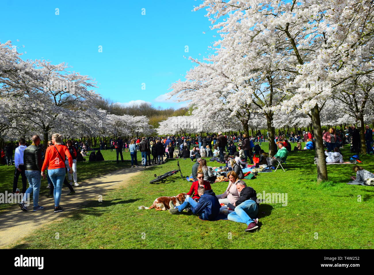 amsterdam park - cherry blossom area with people.spring 2019 Stock Photo