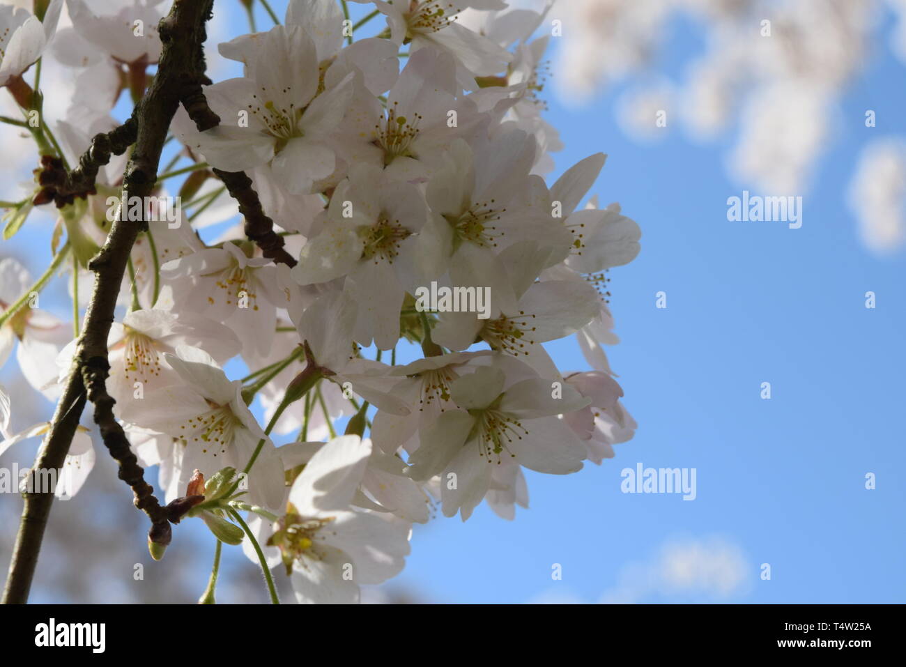 amsterdam park - white cherry blossoms close up.spring 2019. Stock Photo