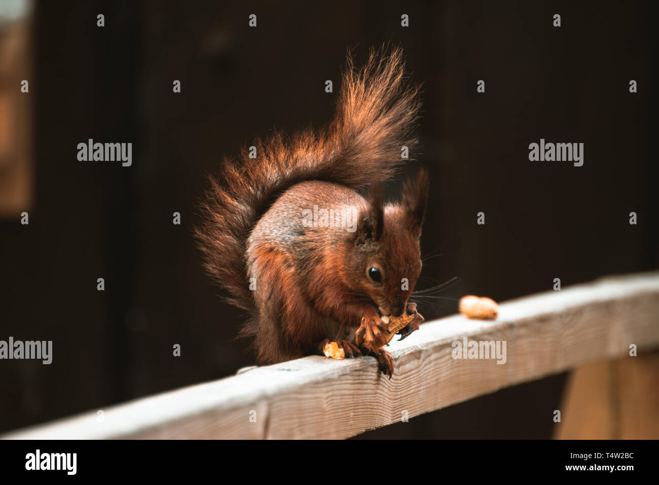Eurasian red squirrel on a wooden fence eating nuts Stock Photo