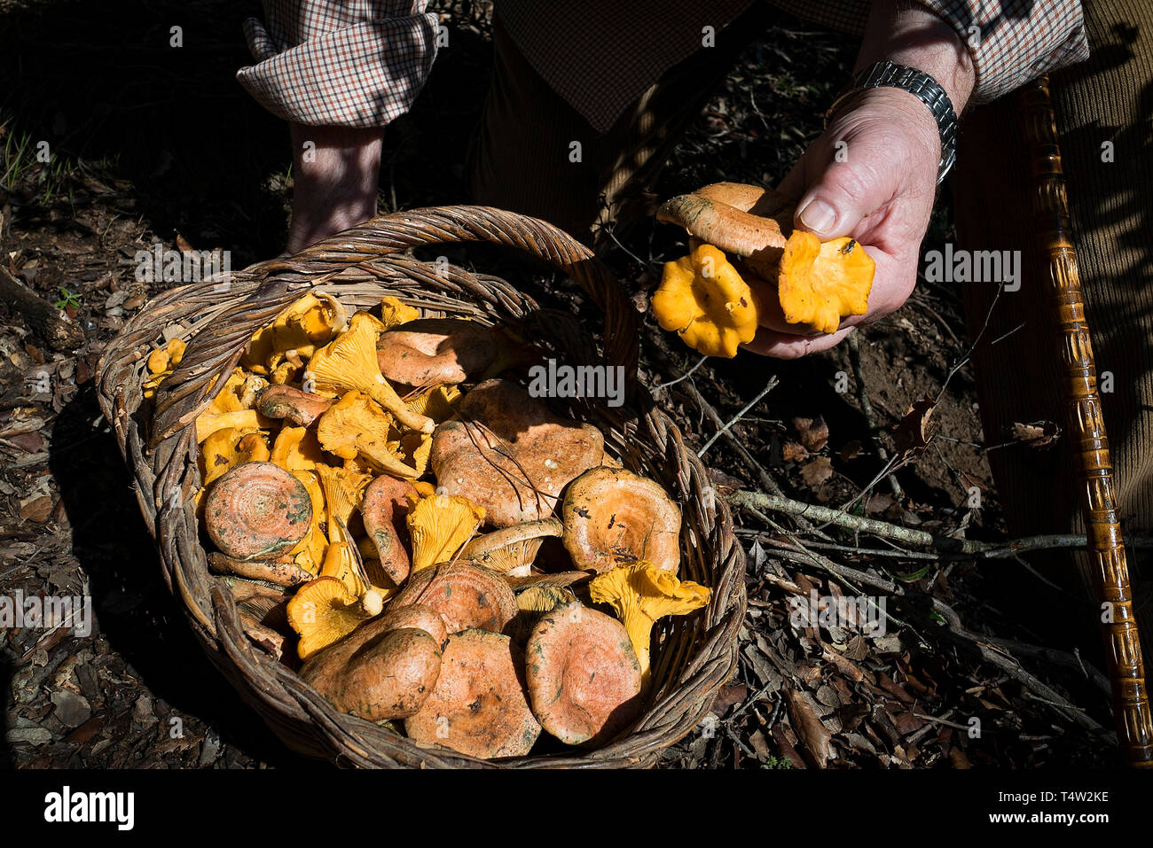 Bolataire, mushroom-pickers, with mushrooms. Pineda de Mar. Catalunya. Spain Stock Photo