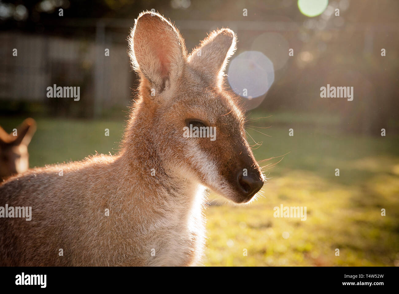 Baby Kangaroo in Sunbeam Stock Photo