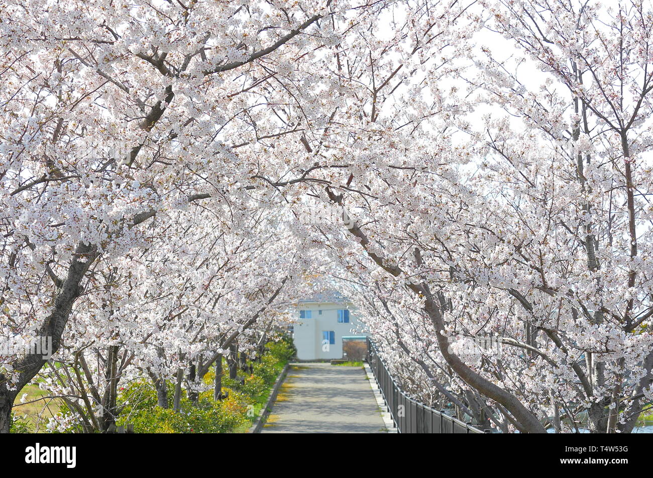 Smaller Japanese House with whool cherry blossoms on top of hill