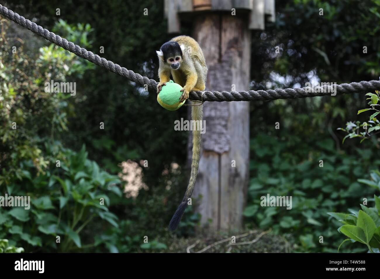 Easter Treats at ZSL London Zoo 18/4/2019 Stock Photo