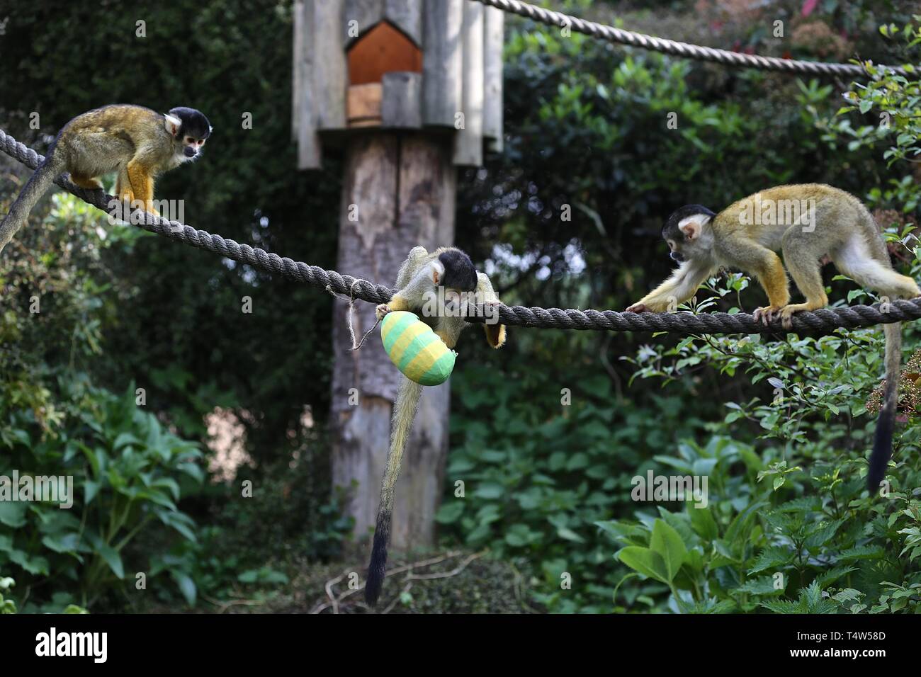 Easter Treats at ZSL London Zoo 18/4/2019 Stock Photo Alamy