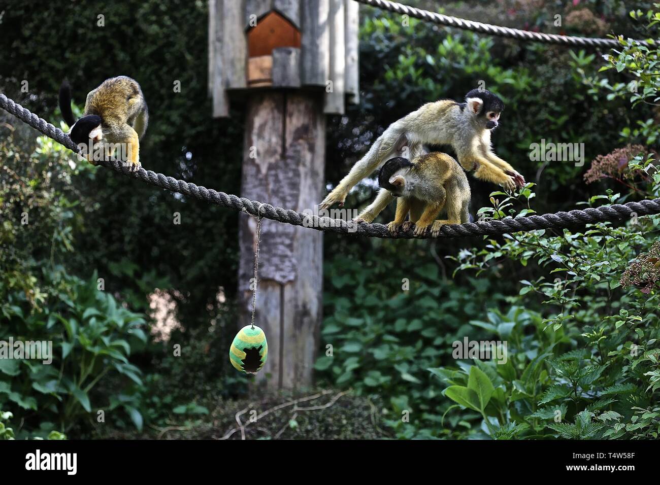 Easter Treats at ZSL London Zoo 18/4/2019 Stock Photo