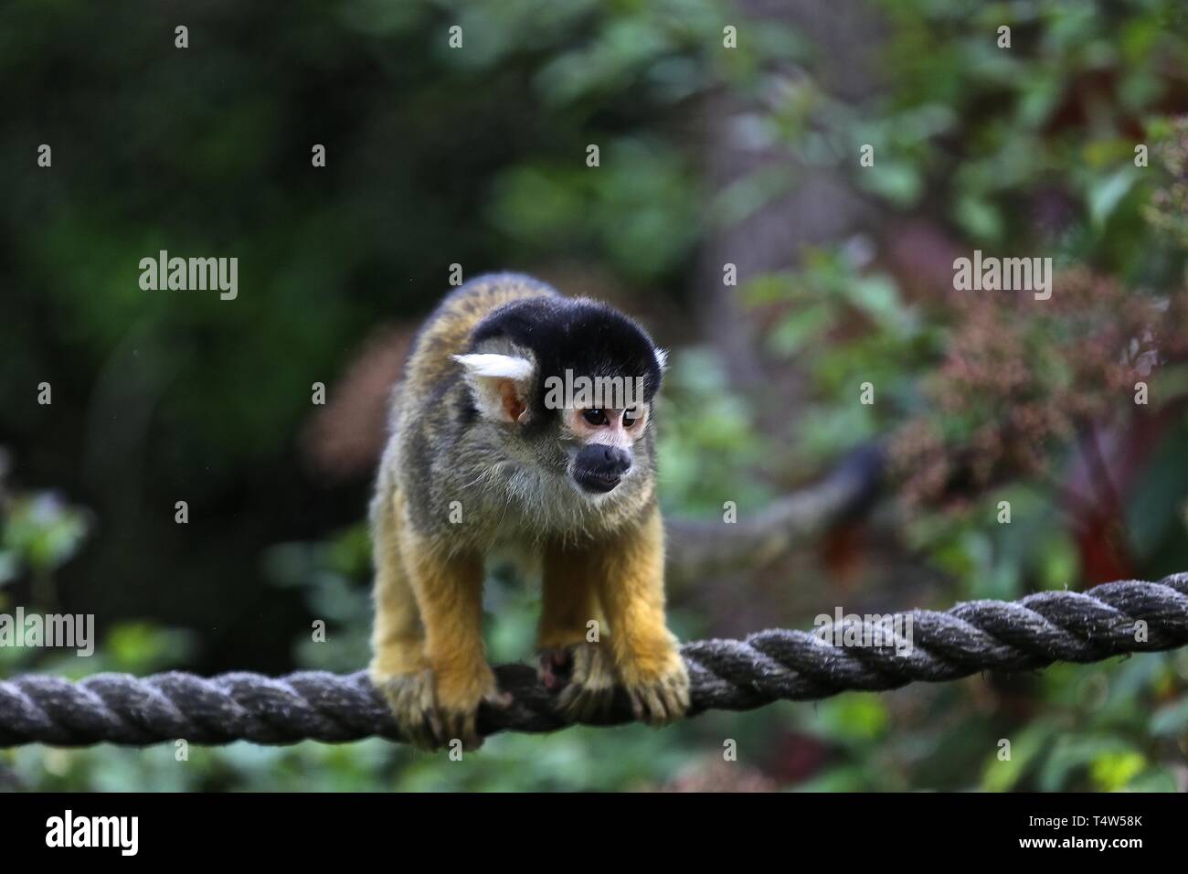 Easter Treats at ZSL London Zoo 18/4/2019 Stock Photo Alamy