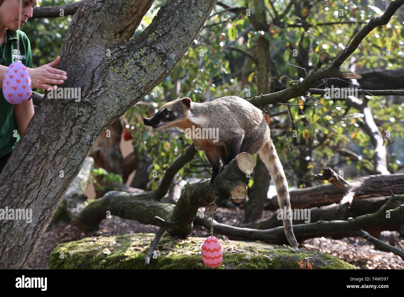 Easter Treats at ZSL London Zoo 18/4/2019 Stock Photo Alamy