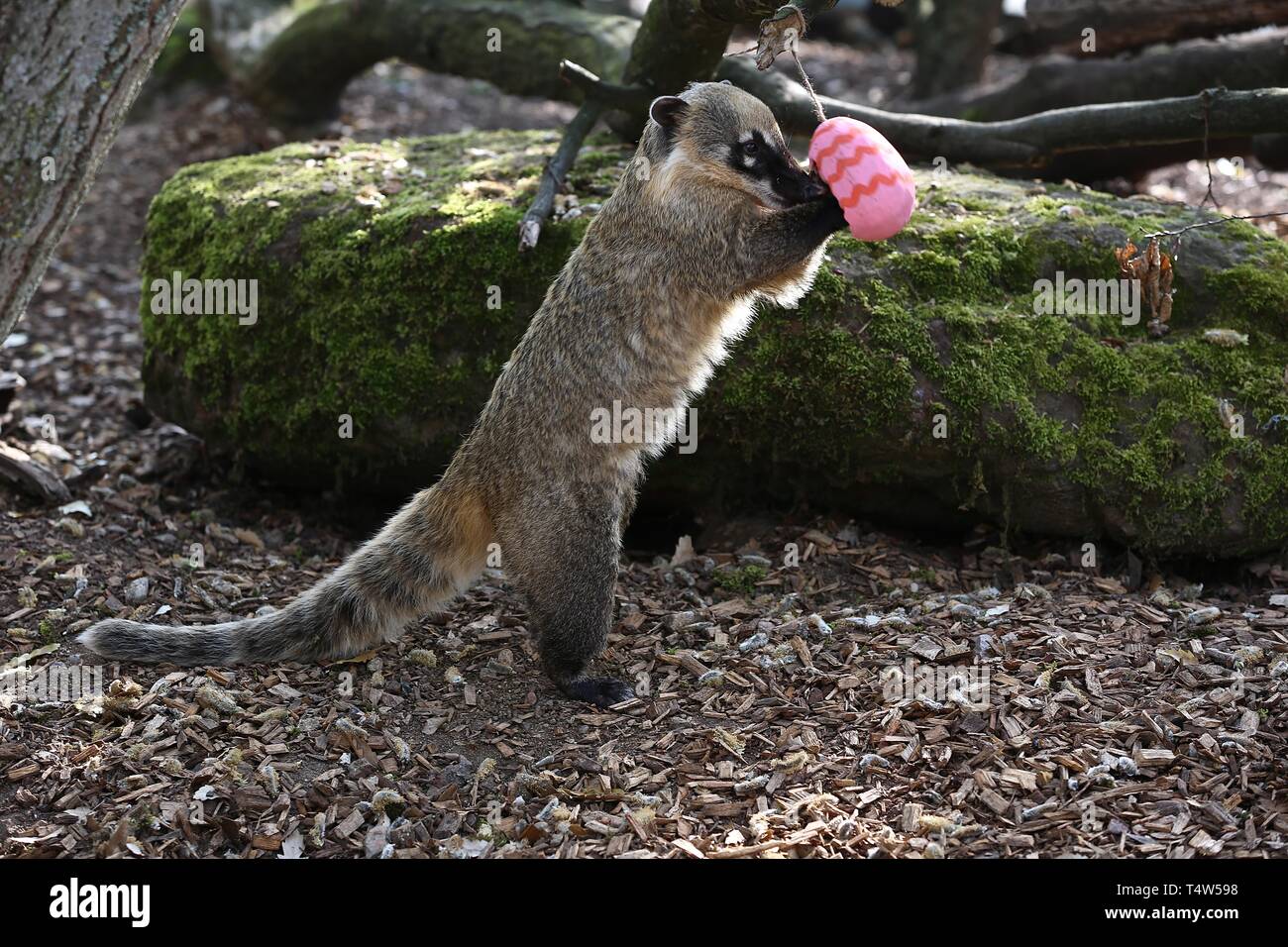 Easter Treats at ZSL London Zoo 18/4/2019 Stock Photo Alamy
