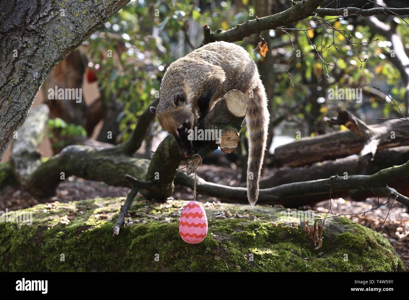 Easter Treats at ZSL London Zoo 18/4/2019 Stock Photo Alamy