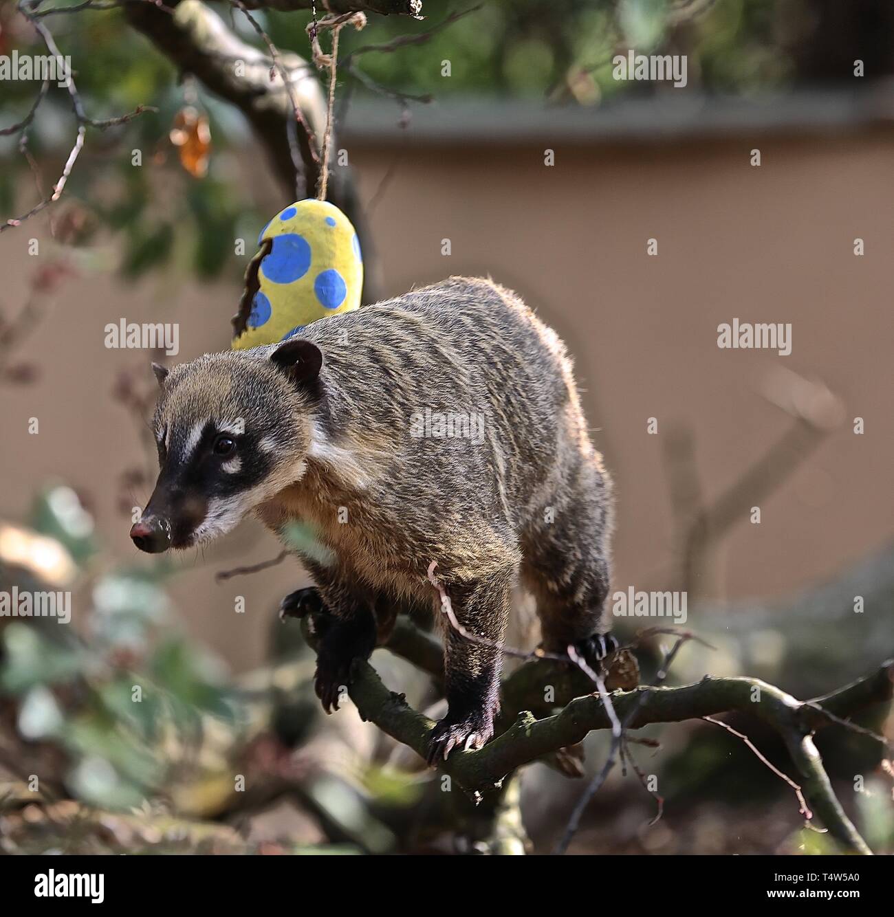 Easter Treats at ZSL London Zoo 18/4/2019 Stock Photo Alamy