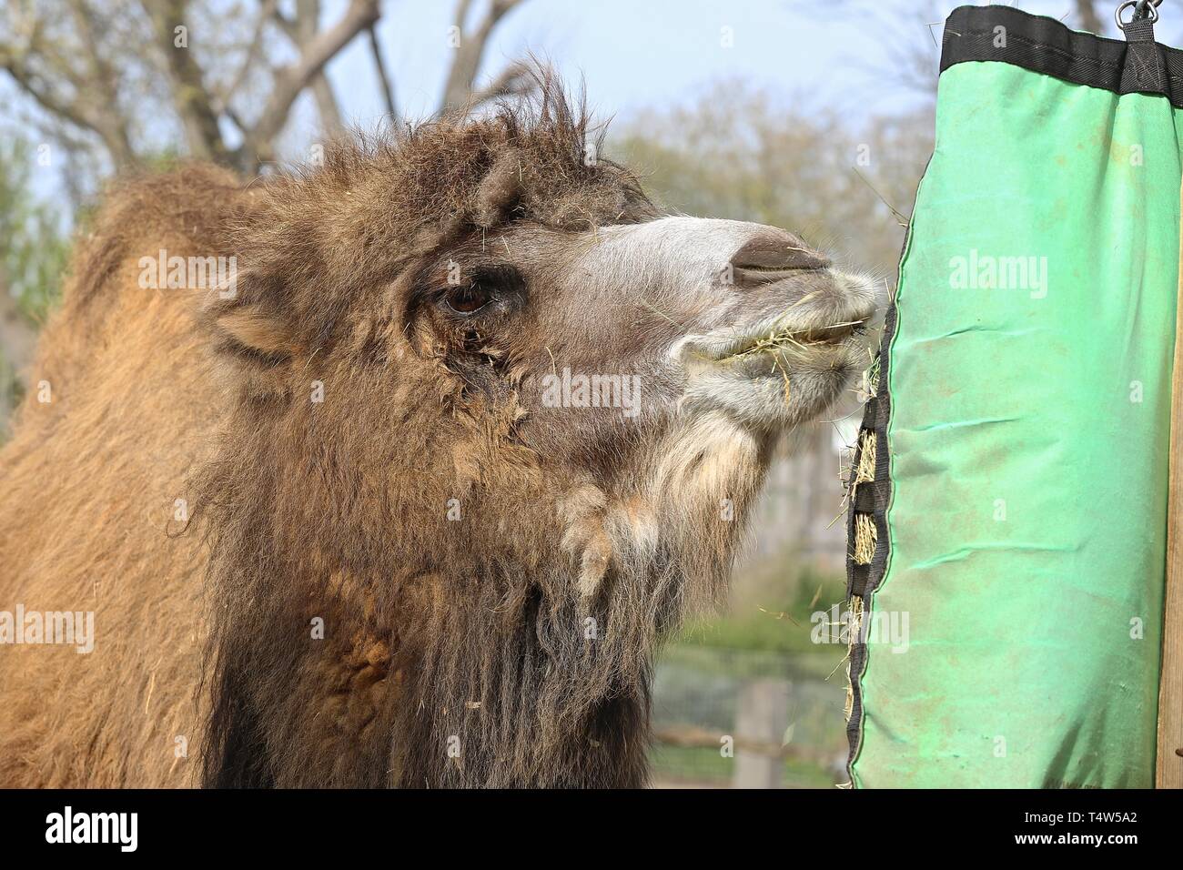 Easter Treats at ZSL London Zoo 18/4/2019 Stock Photo Alamy