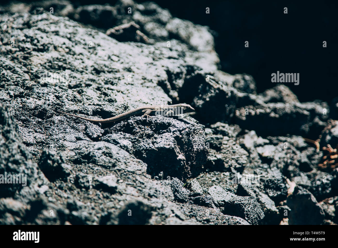 Black volcanic rock lizard in Tenerife Stock Photo