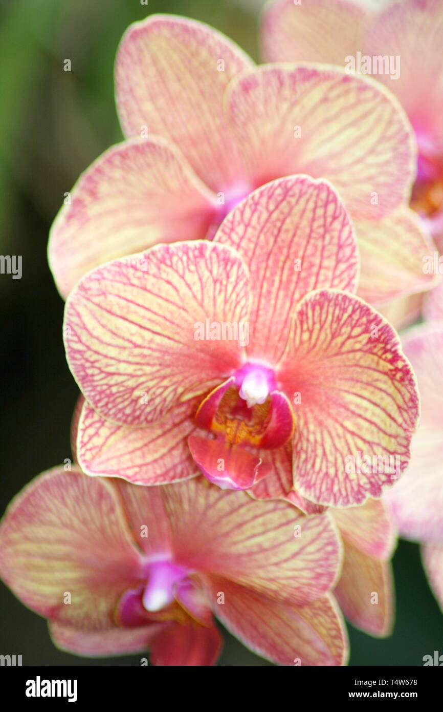 A close up of a beautiful pink orchids bloom Stock Photo