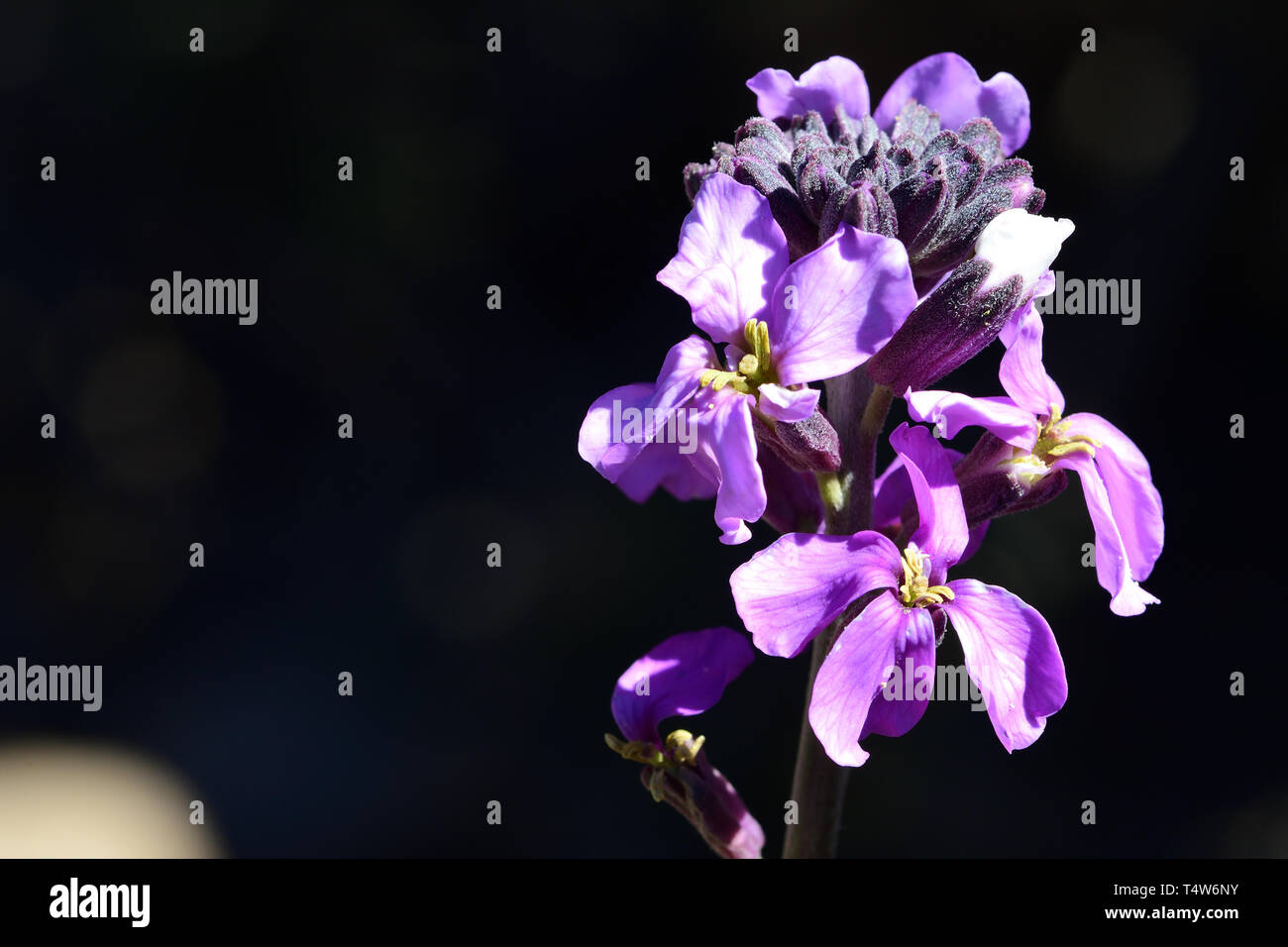 Close up of an erysimum scoparium flower in bloom Stock Photo