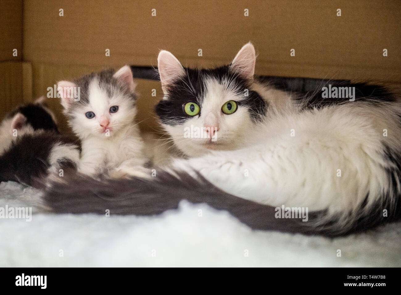 cat with her kittens in a box Stock Photo
