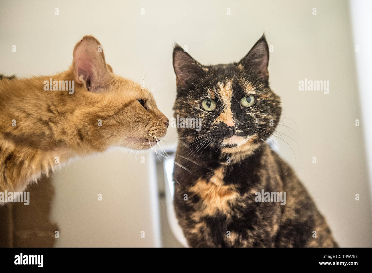 cat meeting a new cat in the home Stock Photo
