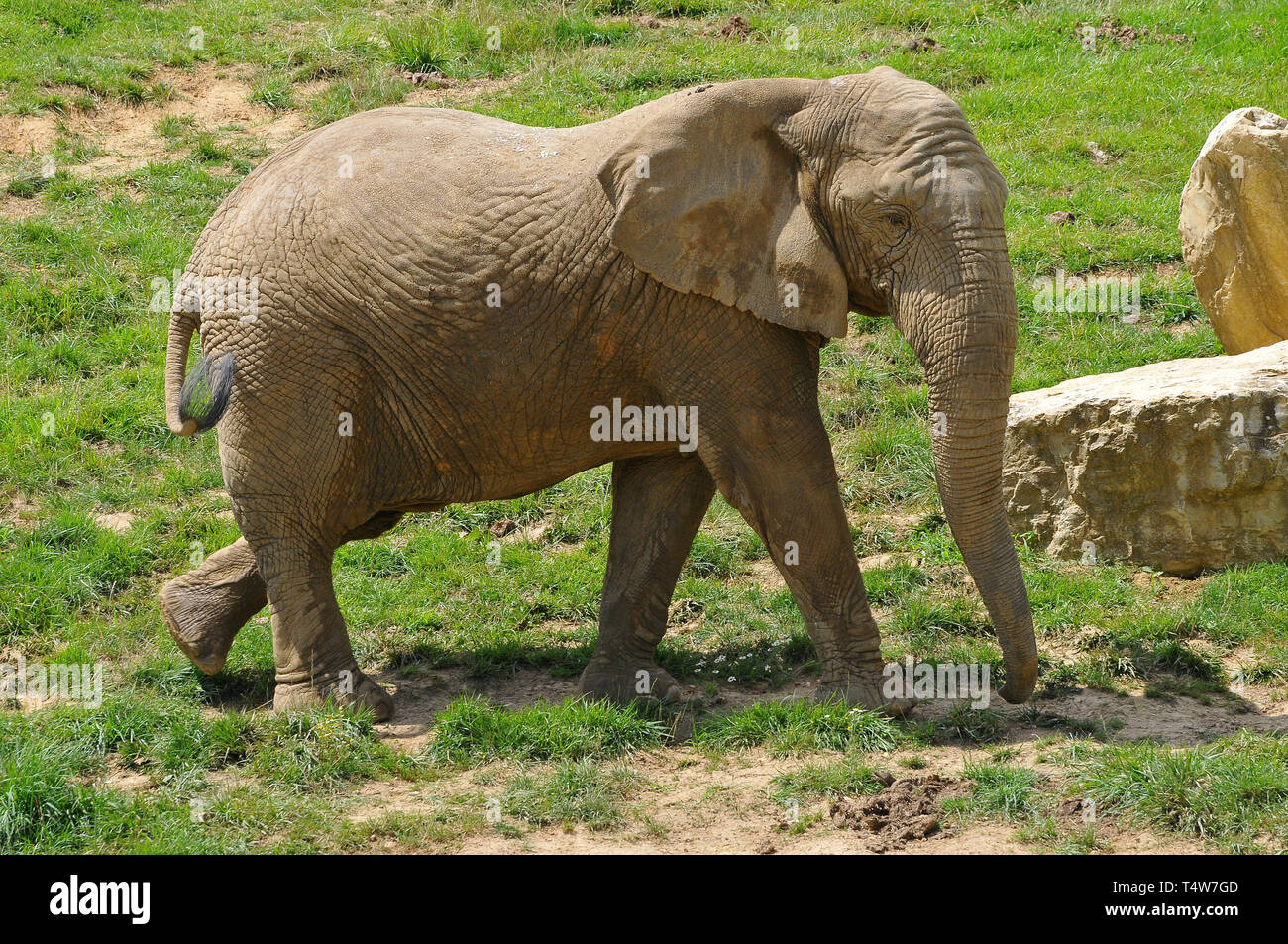 African savanna elephant, African bush elephant, Afrikanische Elefant, Afrikanischer Steppenelefant, afrikai elefánt, Loxodonta africana Stock Photo