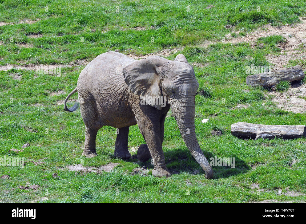African savanna elephant, African bush elephant, Afrikanische Elefant, Afrikanischer Steppenelefant, afrikai elefánt, Loxodonta africana Stock Photo