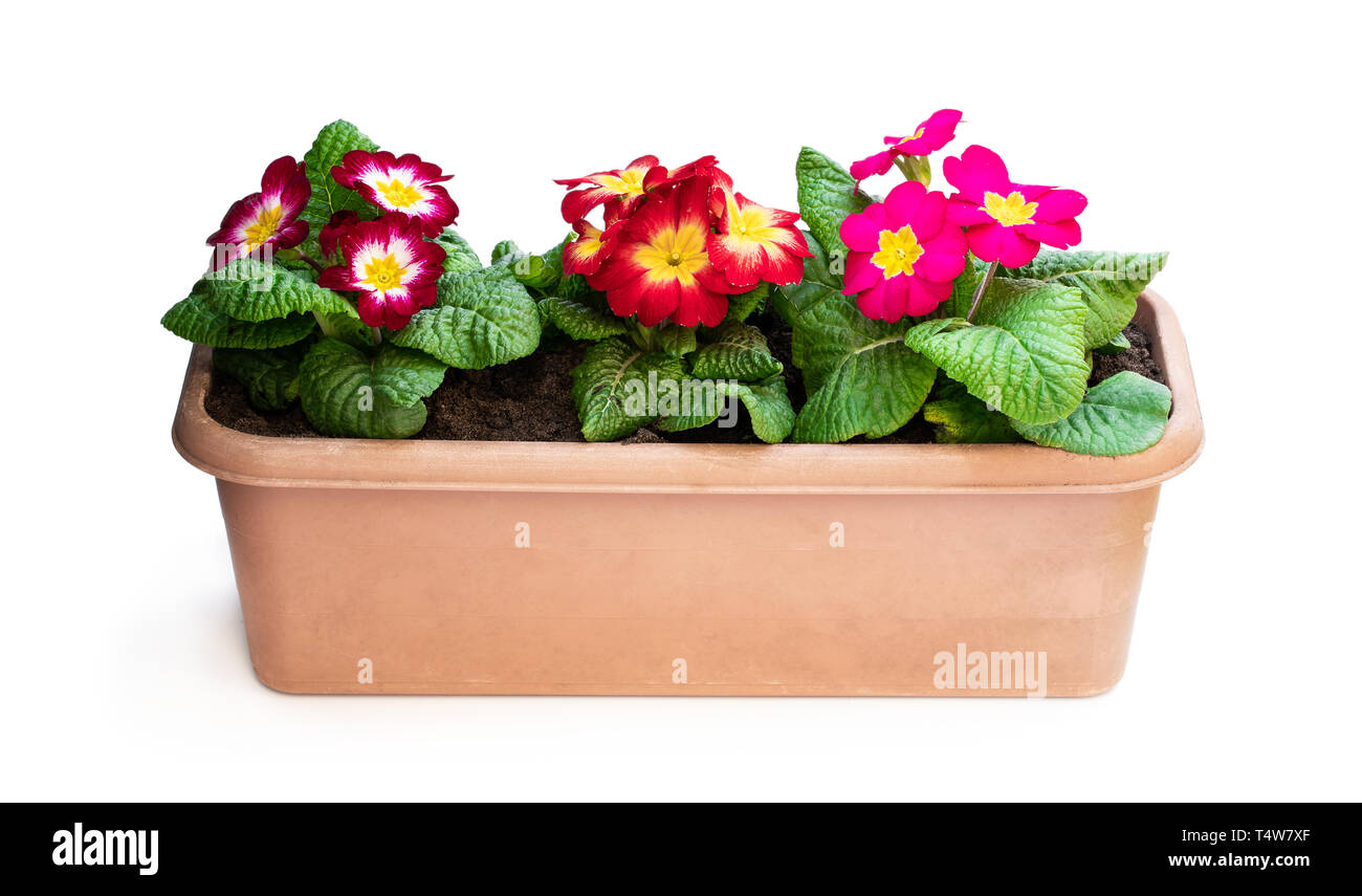 Colorful  Primulas in rectangular pot isolated on white Stock Photo