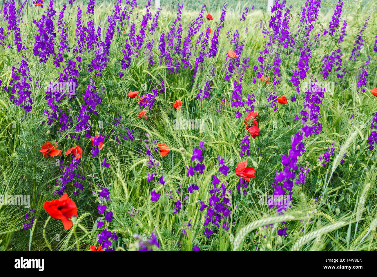 Meadow with colorful wild meadow flowers in green grass Stock Photo - Alamy
