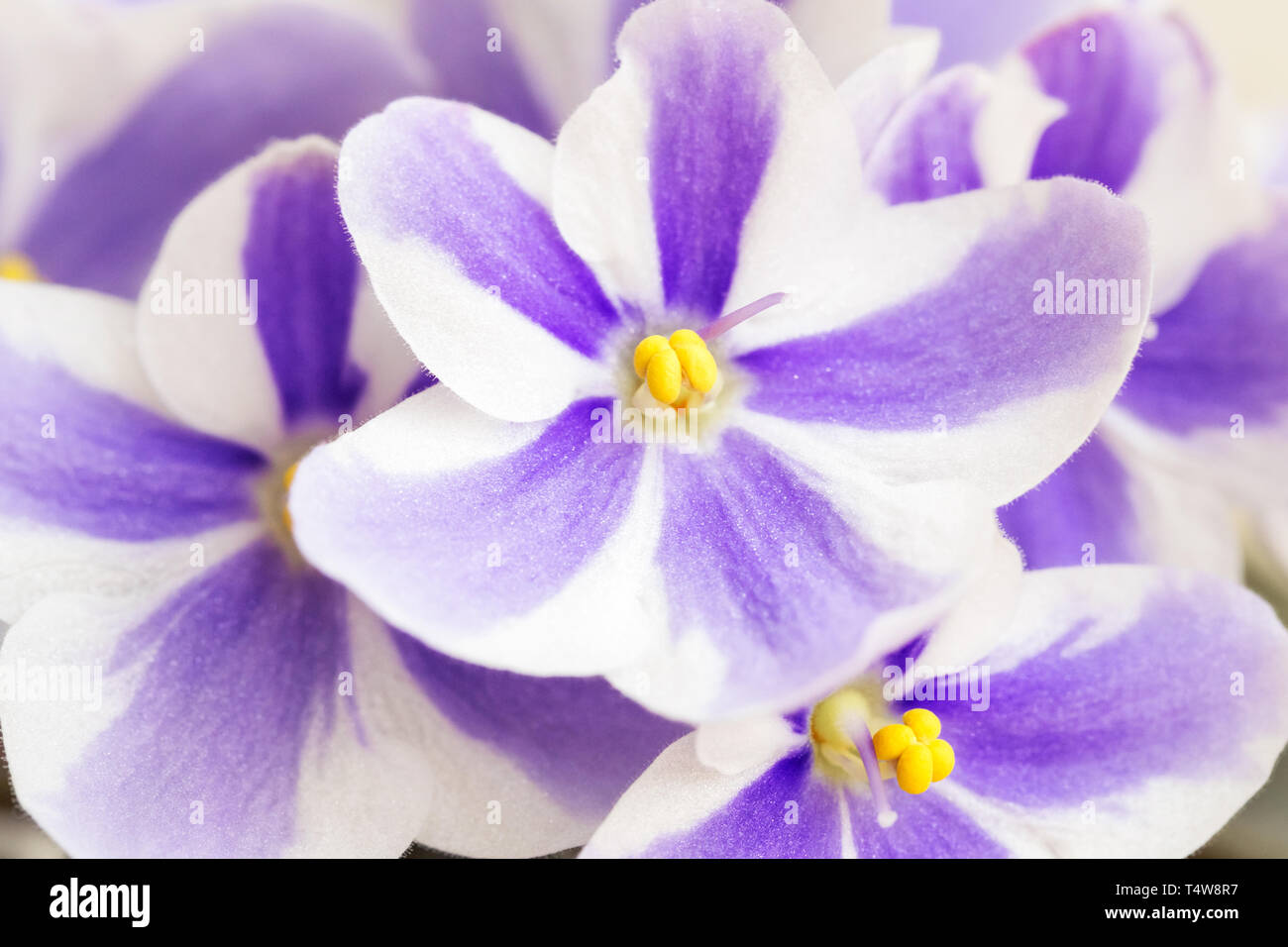 Violet flower with striped petals on white background. Selective focus. Macro. Stock Photo
