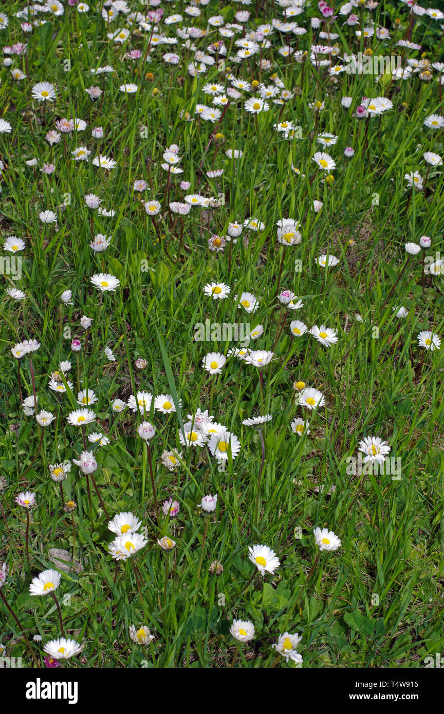 Bellis annua flowering in spring Stock Photo