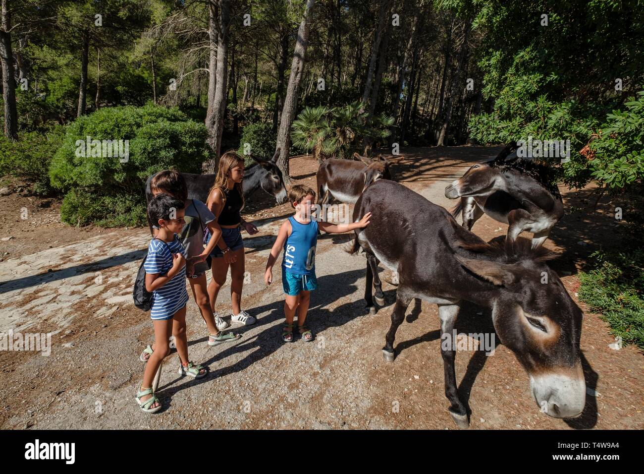 niños jugando con asnos de raza mallorquina, Cala Murta, pollença, Mallorca, balearic islands, Spain. Stock Photo