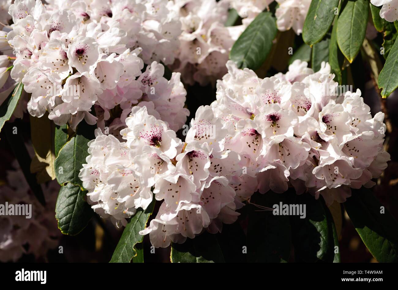 Closeup of Rhododendron uvarifolium Yangtse Bend Stock Photo