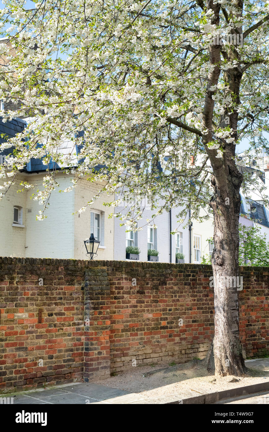 Japanese Cherry tree blossom and London houses in Kynance Mews, South
