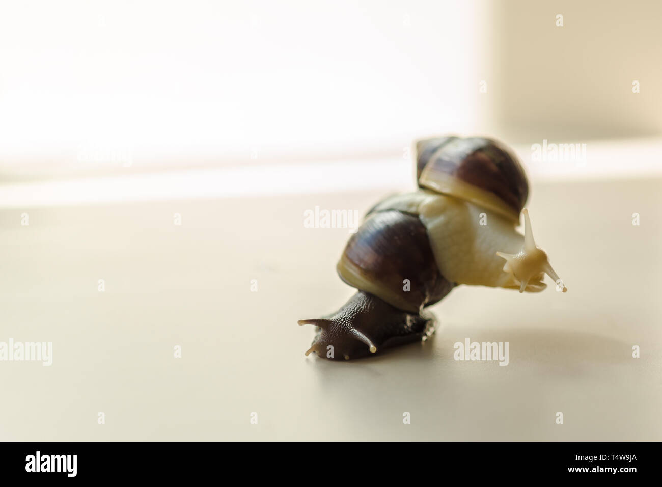 Two Achatina snails on the light background. Extreme closeup macro