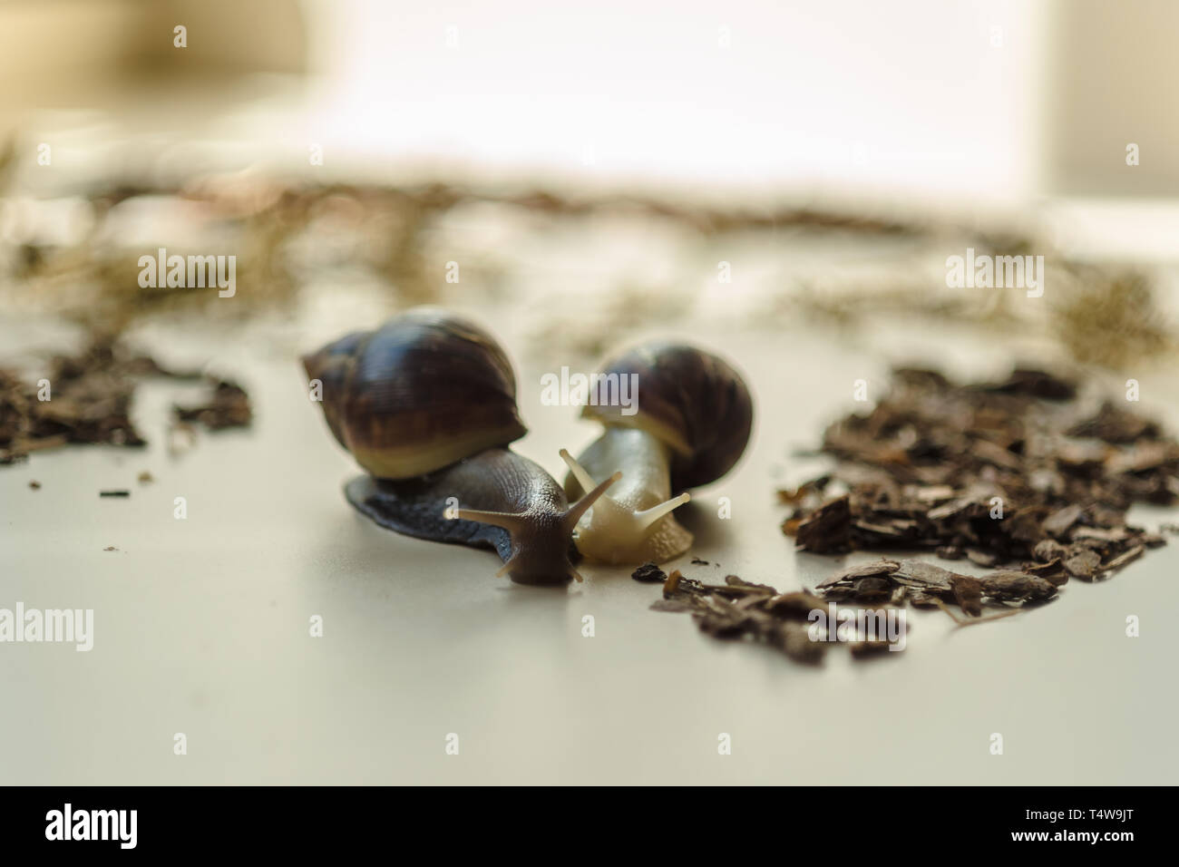 Two Achatina snails on the light background. Extreme closeup macro
