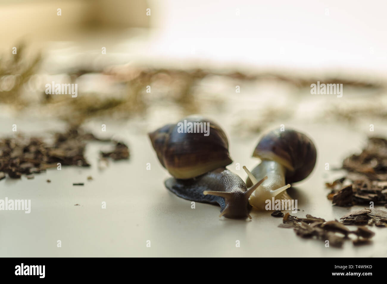 Two Achatina snails on the light background. Extreme closeup macro