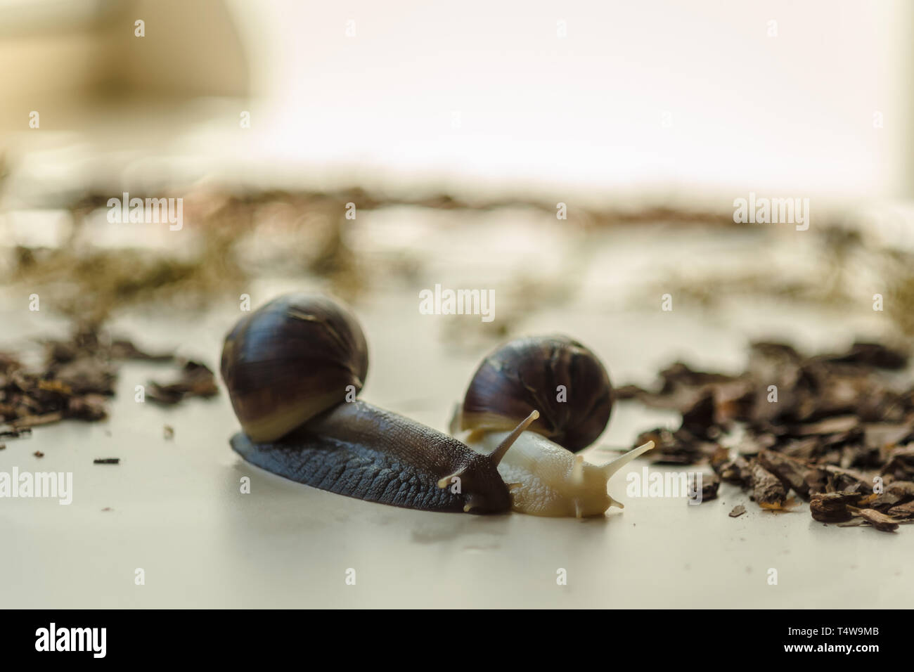 Two Achatina snails on the light background. Extreme closeup macro