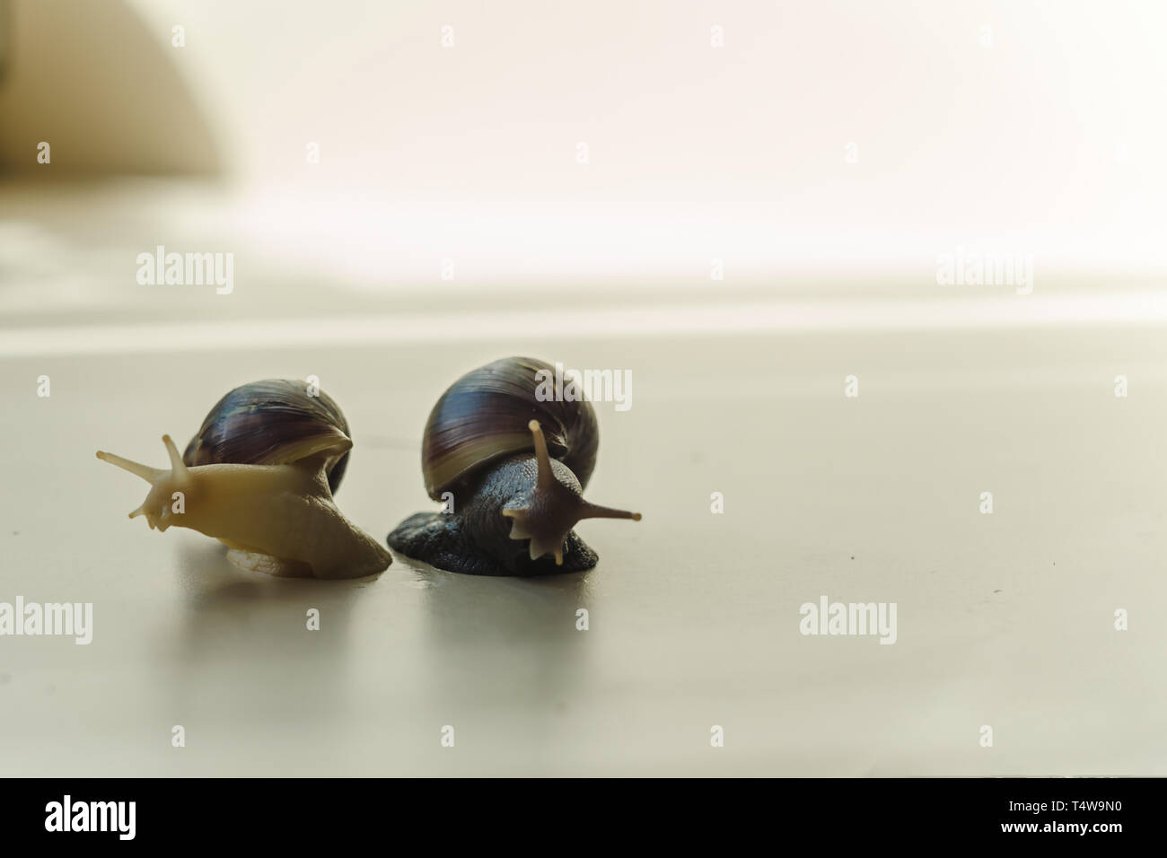 Two Achatina snails on the light background. Extreme closeup macro