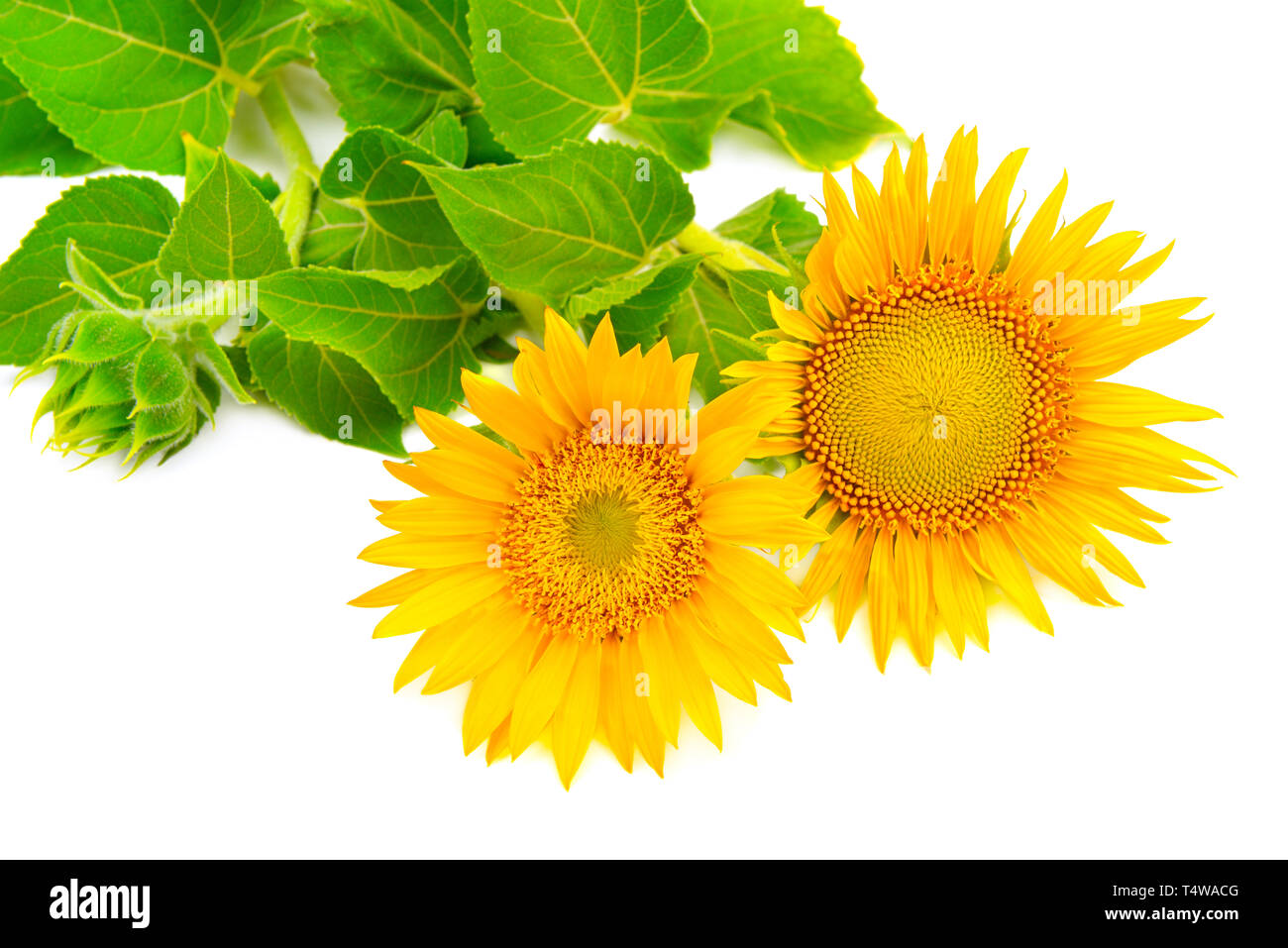 flower sunflower isolated on white background Stock Photo - Alamy