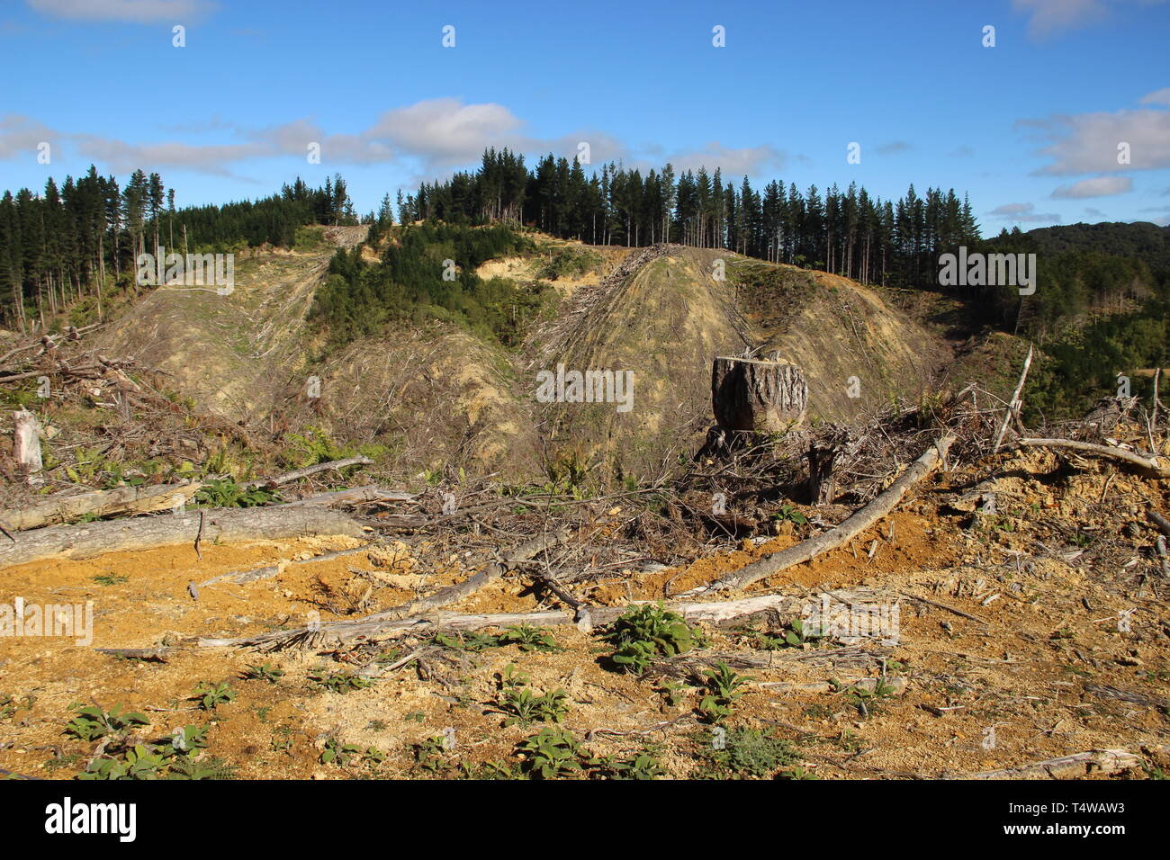 Logged forest hi-res stock photography and images - Alamy