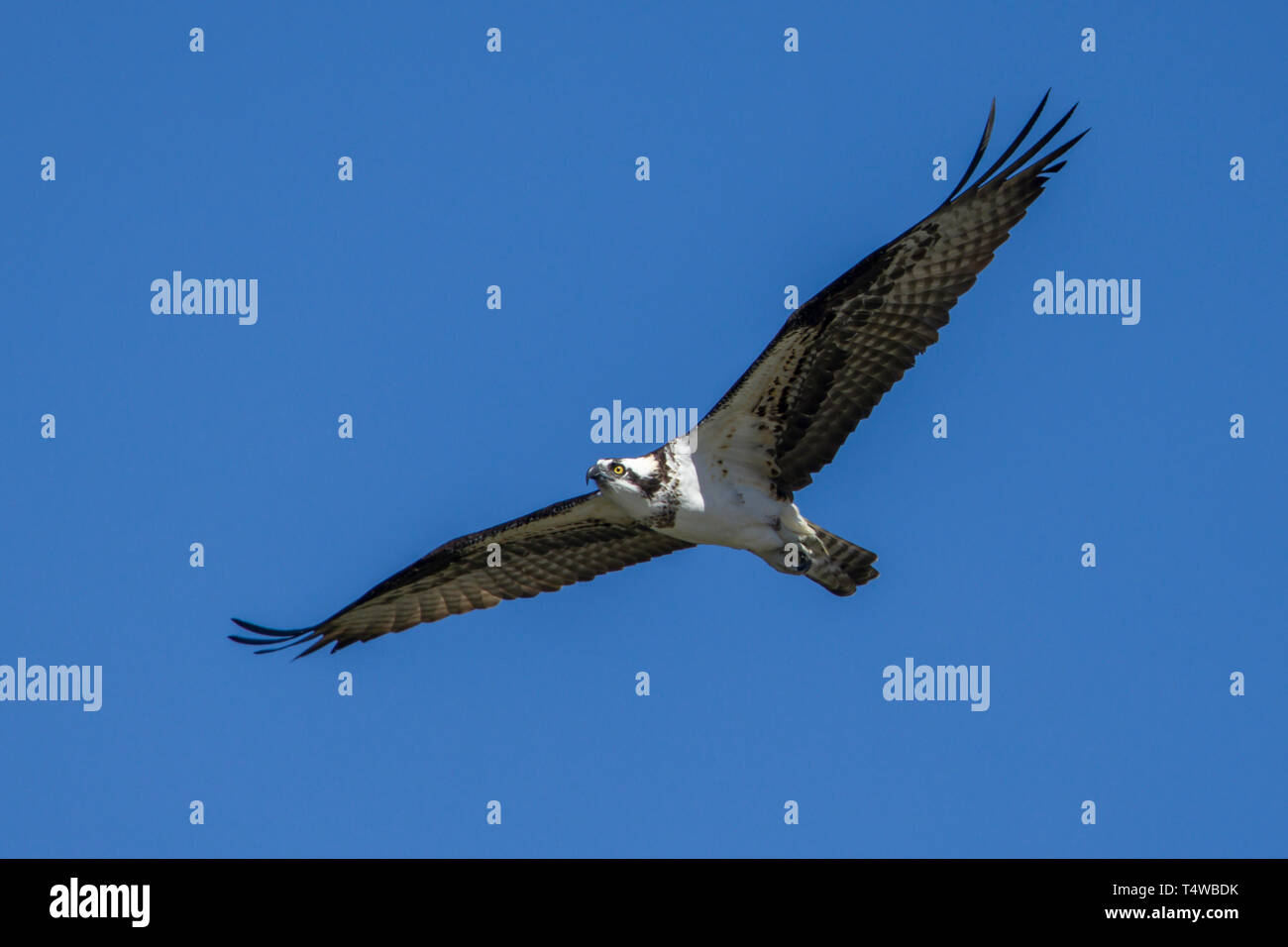 An osprey soars up in the bright blue sky in north Idaho Stock Photo ...